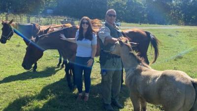 Horses seized in Saline County due to mistreatment, sheriff's office says