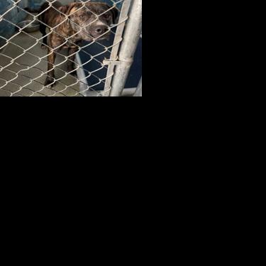 Evansville Animal Care and Control seeks community support to rehome dogs in need | News