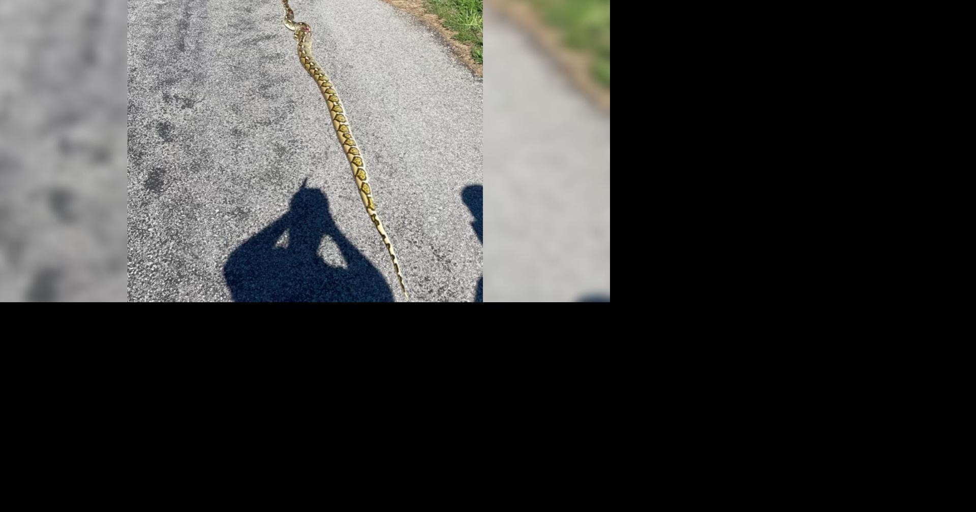 Deputies euthanize injured 11-foot python in Wayne County | Illinois ...