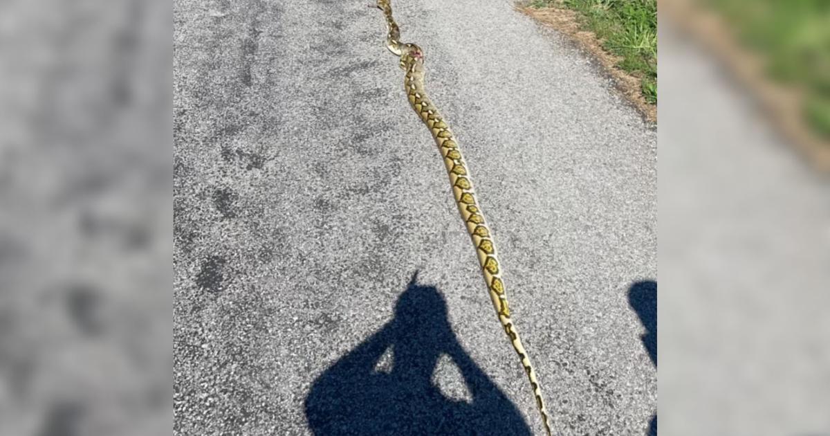 Deputies euthanize injured 11-foot python in Wayne County | Illinois ...