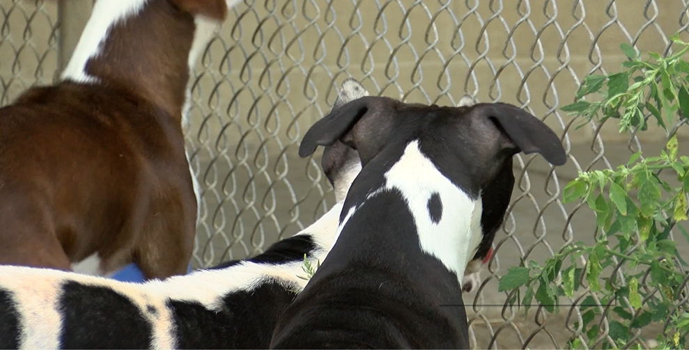 New mysterious dog illness concerns dog owners | News