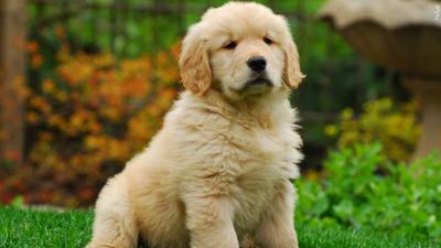 Super Puppy Sunday