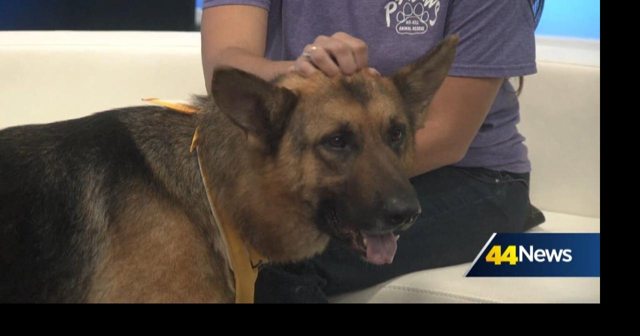 Furry Friend Friday: Meet AJ!