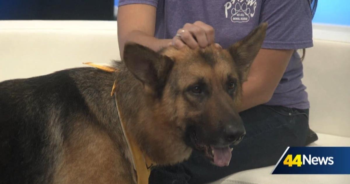 Furry Friend Friday: Meet AJ!
