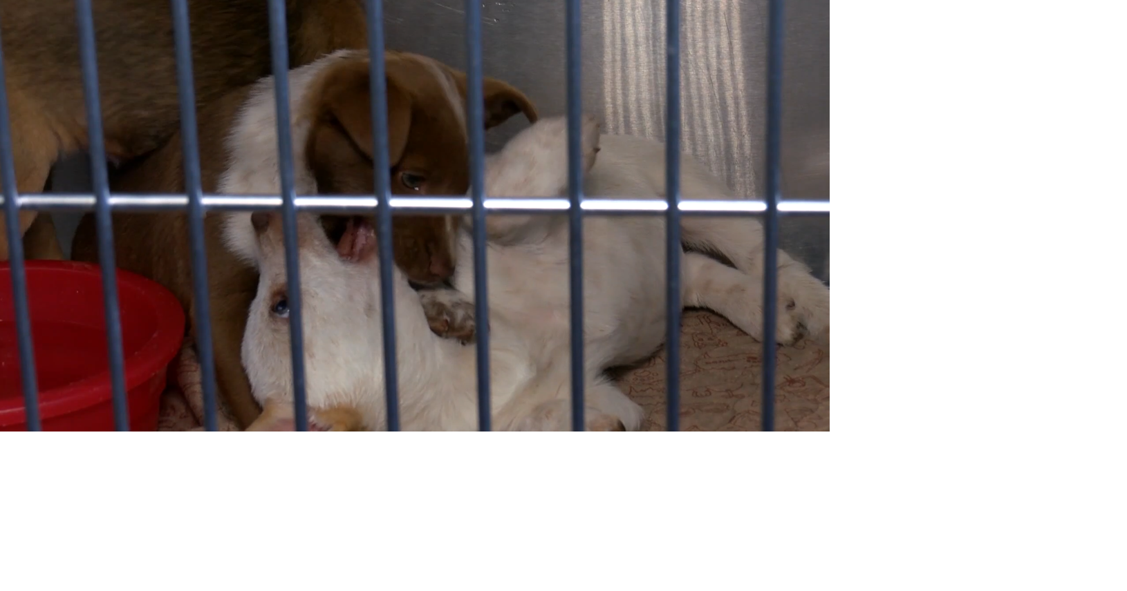 Local Shelters are struggling with overcrowding around the Holidays