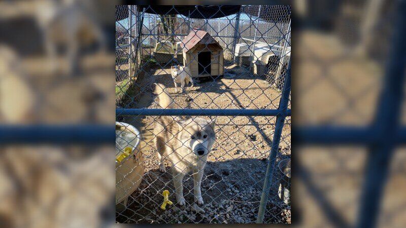 Vanderburgh Humane Society Takes In Dogs Rescued From Puppy Mill