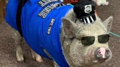 Sgt Teddy Pig stops by Evansville Police Department Headquarters on Friday morning