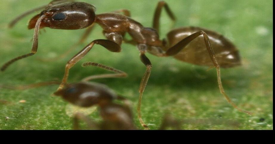Invasive Ant Species with Ability to Bite and Sting Found in Evansville for First  Time, News