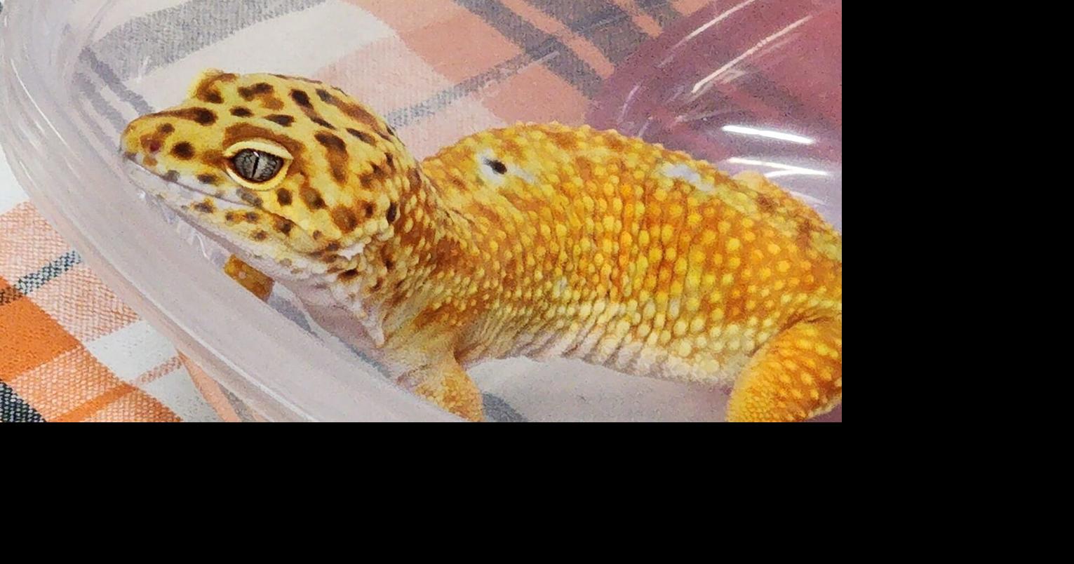 Evansville Reptile and Exotics Show returning to Vanderburgh 4H Center