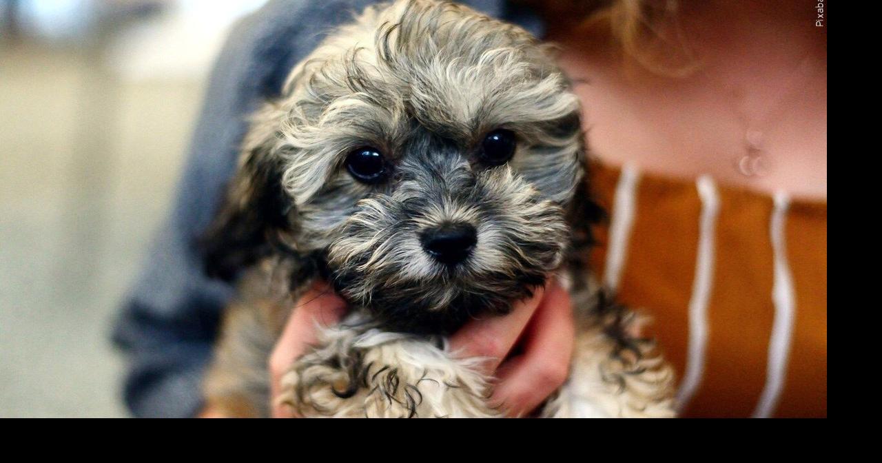 Pet adoption special happening in Daviess County starting Thursday | Kentucky