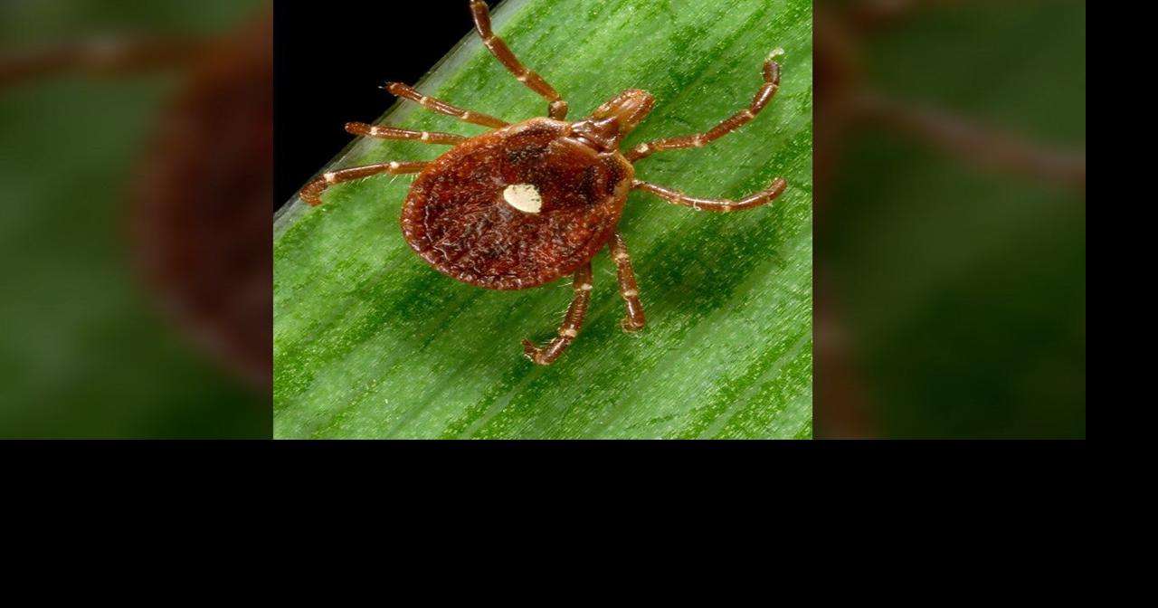 A Southern Illinois Health Department Highlights Growing Presence of Lone Star Ticks