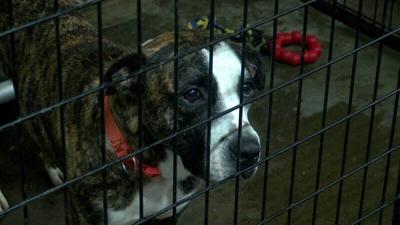 Local Animal Rescue Center Looking for Votes to Win $12,000 Grant | Indiana  