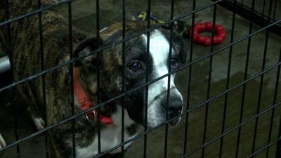 Local Animal Rescue Center Looking for Votes to Win $12,000 Grant | Indiana Local Animal Rescue Center Looking for Votes to Win $12,000 Grant | Indiana