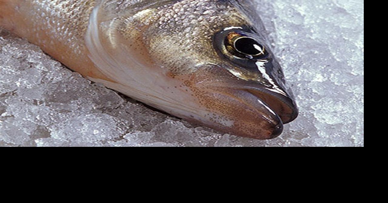 Kentucky Biologists Identify Genetic Markers for Bigger Largemouth Bass