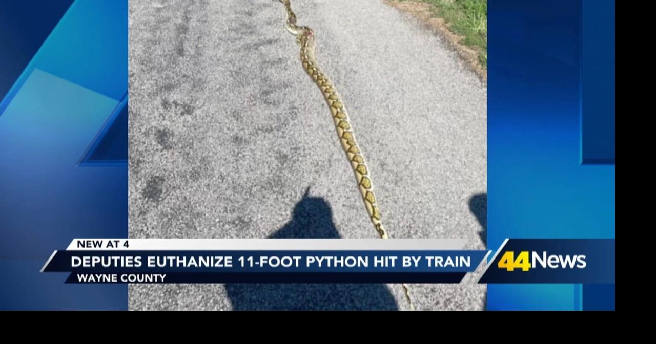 Deputies euthanize injured 11-foot python in Wayne County | Video ...