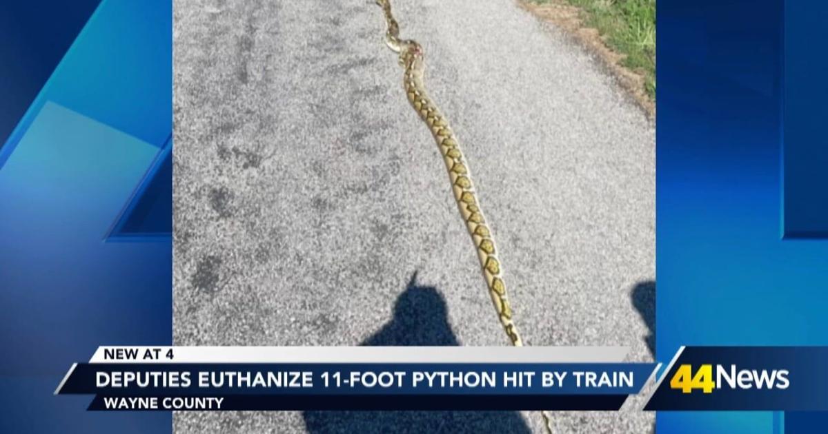 Deputies euthanize injured 11-foot python in Wayne County | Video ...