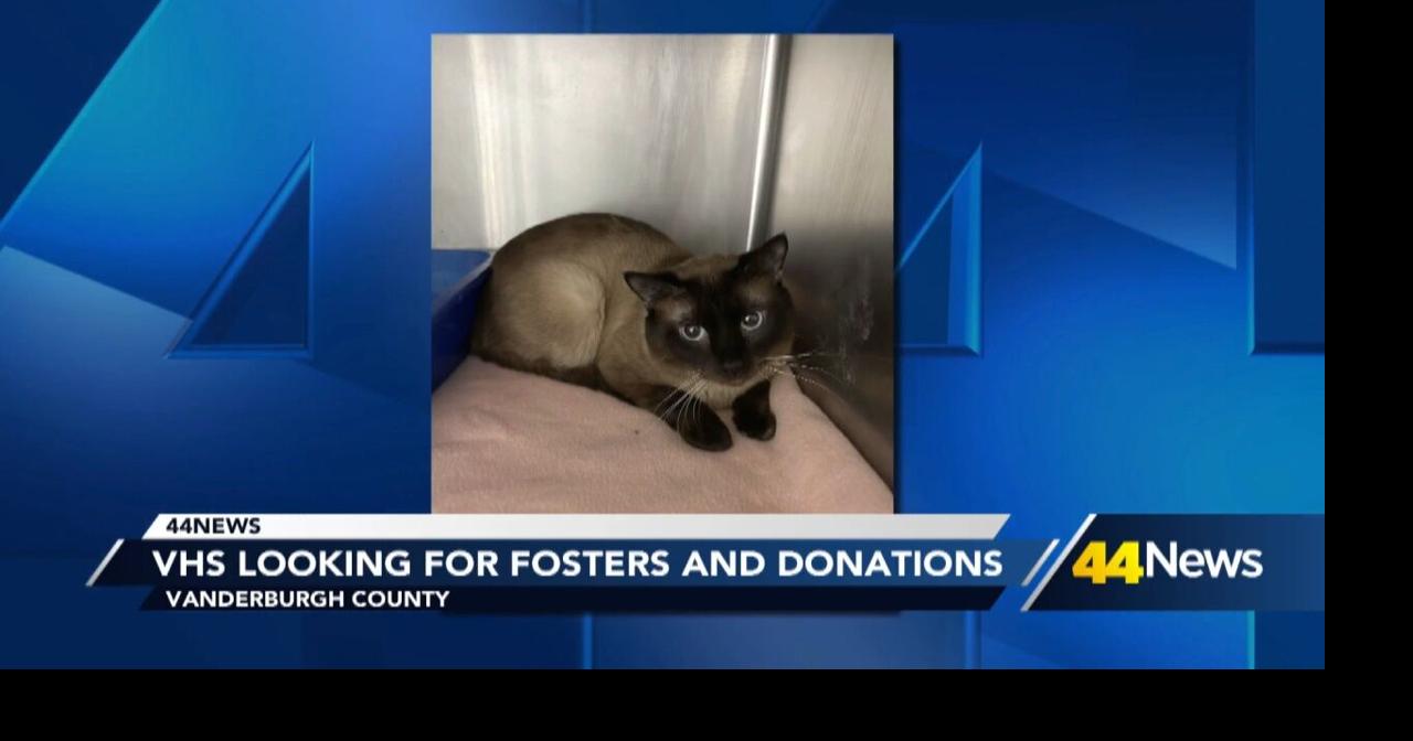 VHS seeking fosters and donations after taking in 24 cats and kittens