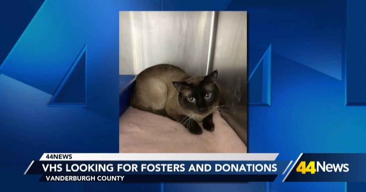 VHS seeking fosters and donations after taking in 24 cats and kittens