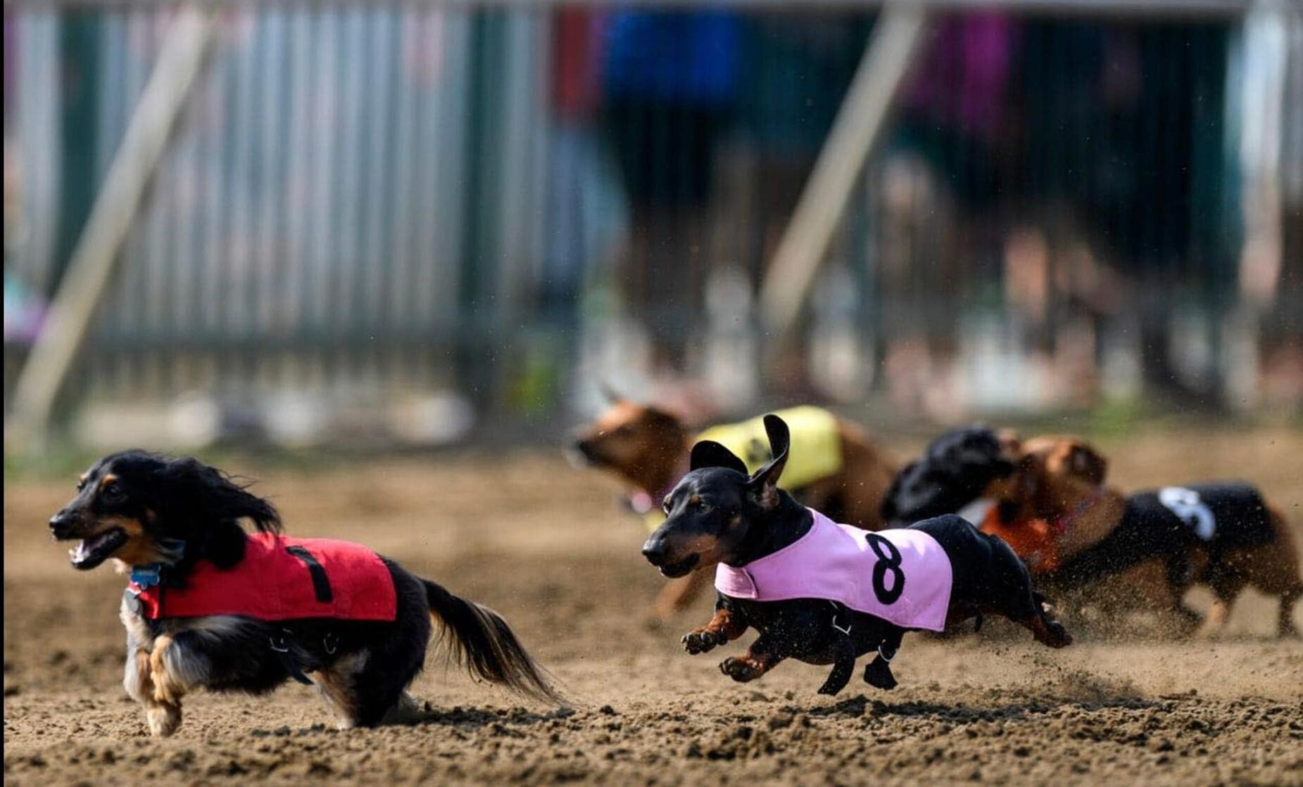 Dachshund derby hot sale