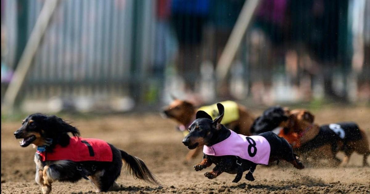 Weiner dog races returns to Ellis Park this month | News | wevv.com