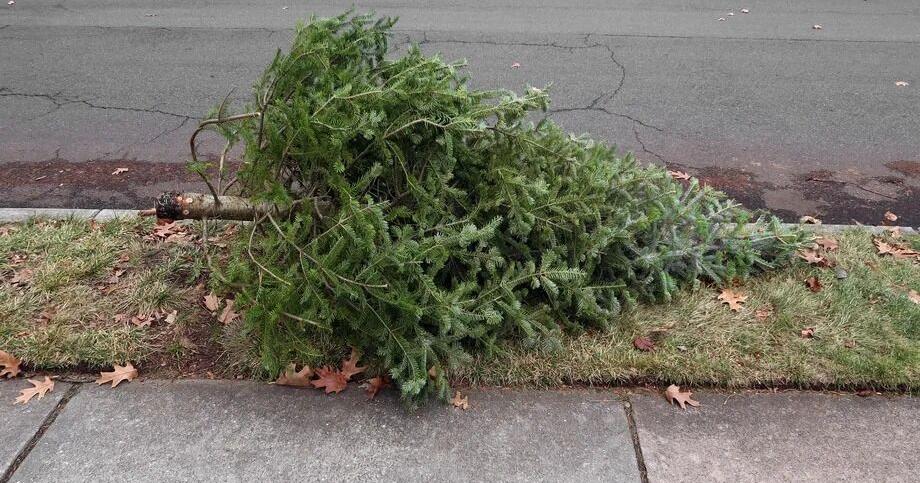 Kentucky Christmas trees can be recycled to help state lakes starting December 26th