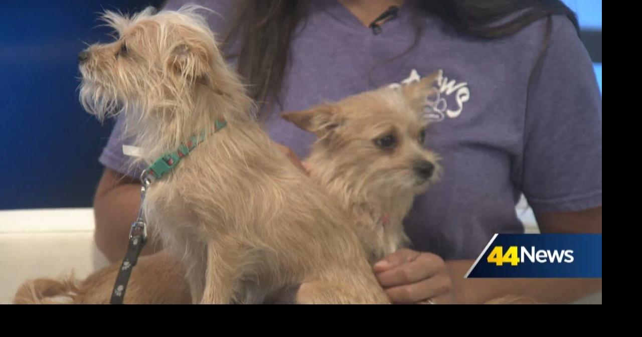 Furry Friend Friday: Meet Beach & Ball!