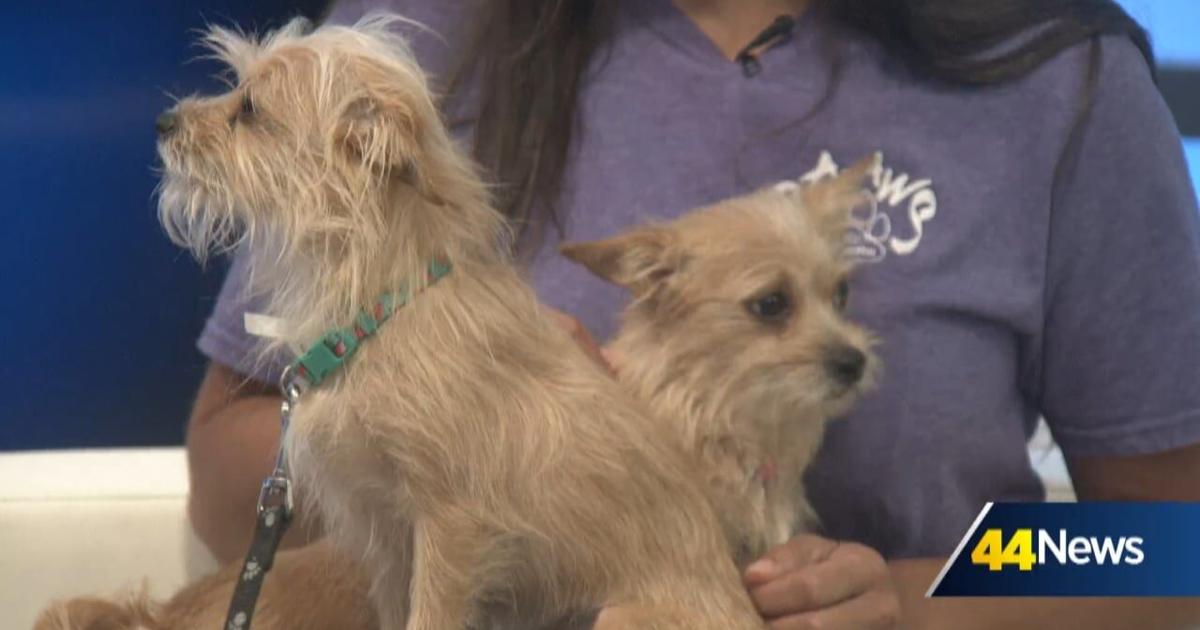 Furry Friend Friday: Meet Beach & Ball!