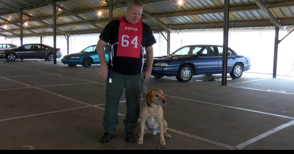 National Detector Dog Trials being held at Vanderburgh 4H Center