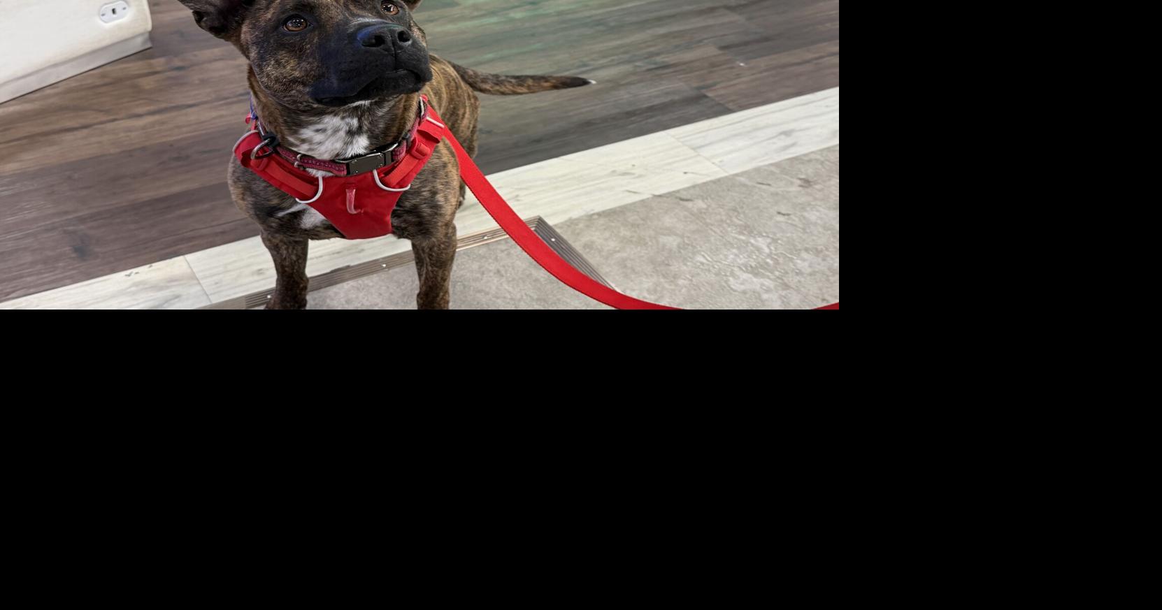 Furry Friend Friday: Meet Ruby!
