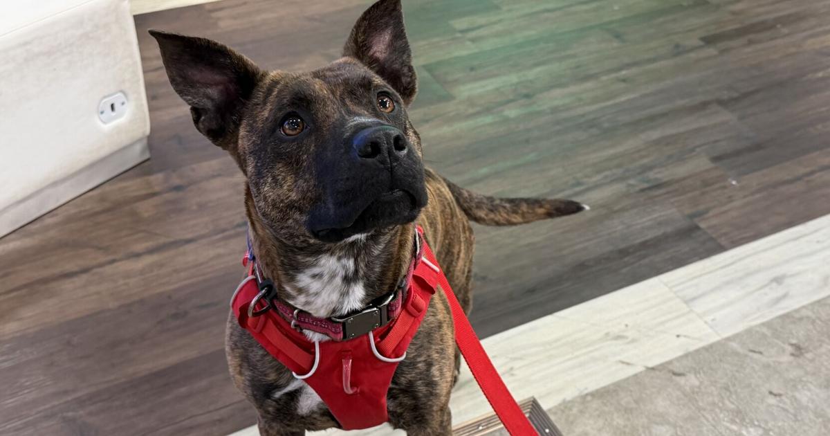 Furry Friend Friday: Meet Ruby!