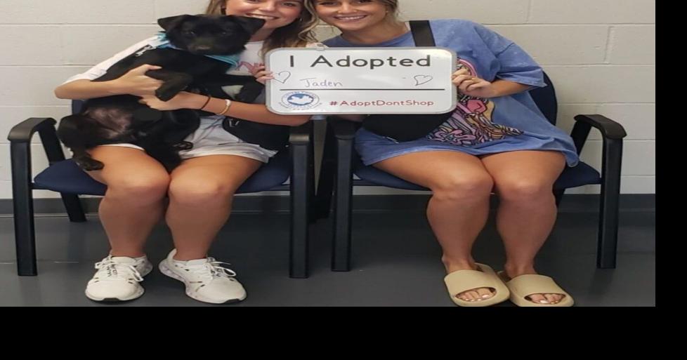 Nearly 200 pets adopted within 5 weeks at Daviess County Animal Care