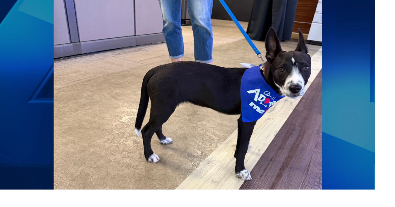 Furry Friend Friday: Meet North!