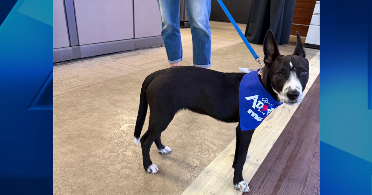 Furry Friend Friday: Meet North!