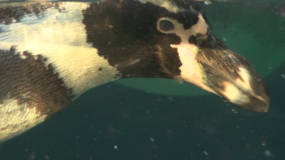 Mesker Park Zoo's New Penguin Exhibit Now Open to the Public