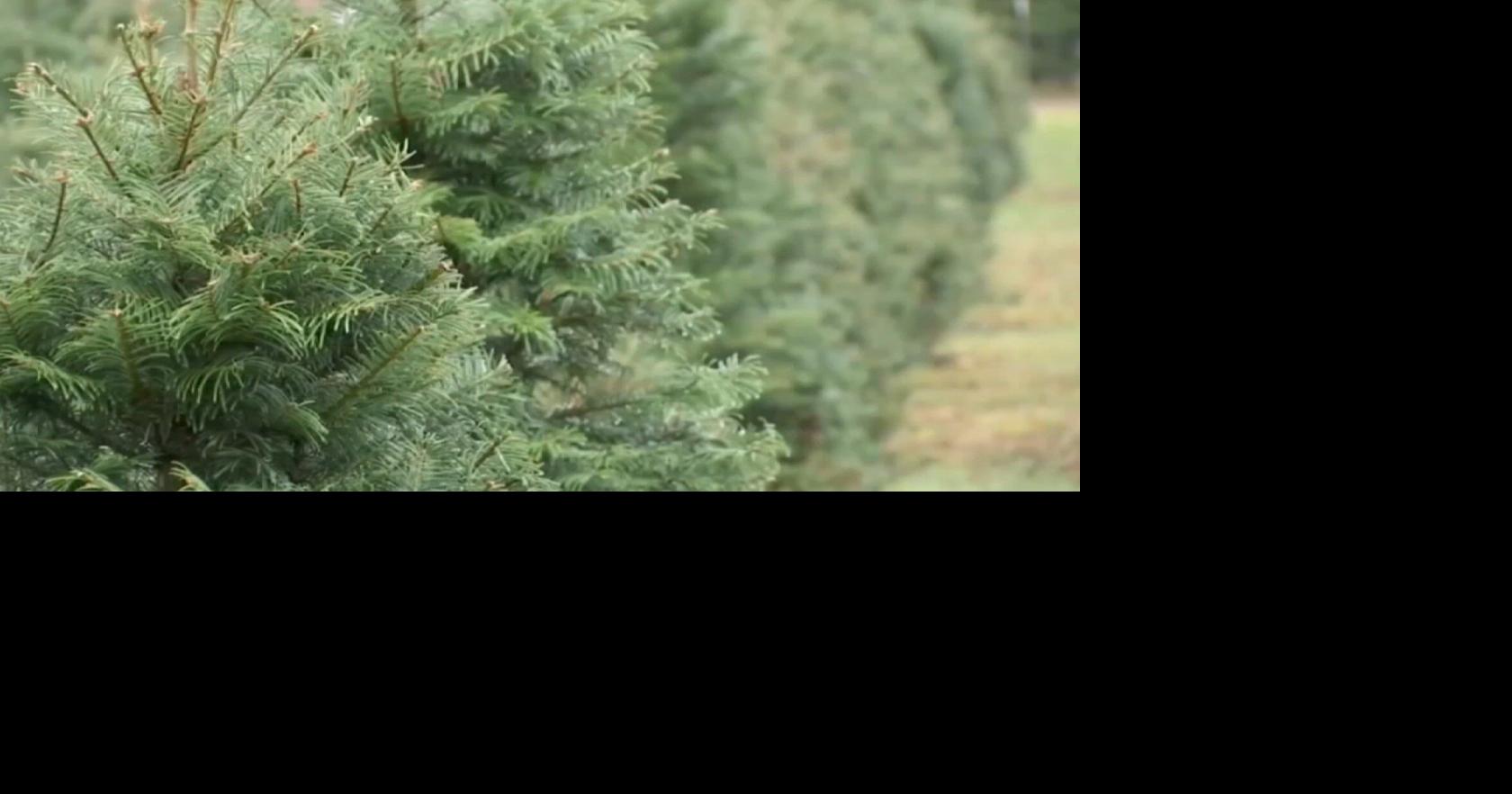 Hilltop Tree Farm is preparing for the holiday season of selling real
