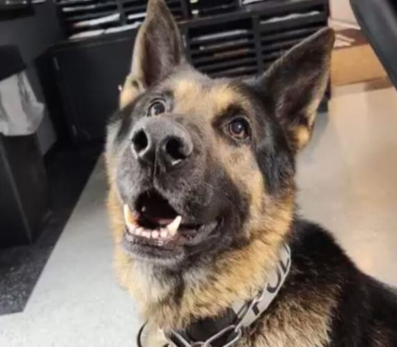 Madisonville Police Department holds funeral service for fallen K9
