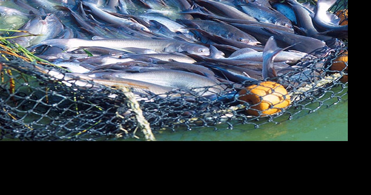 700 charges expected in Kentucky catfish poaching operation