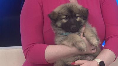 Furry Friend Friday from Aug. 5: Bear the Akita mix
