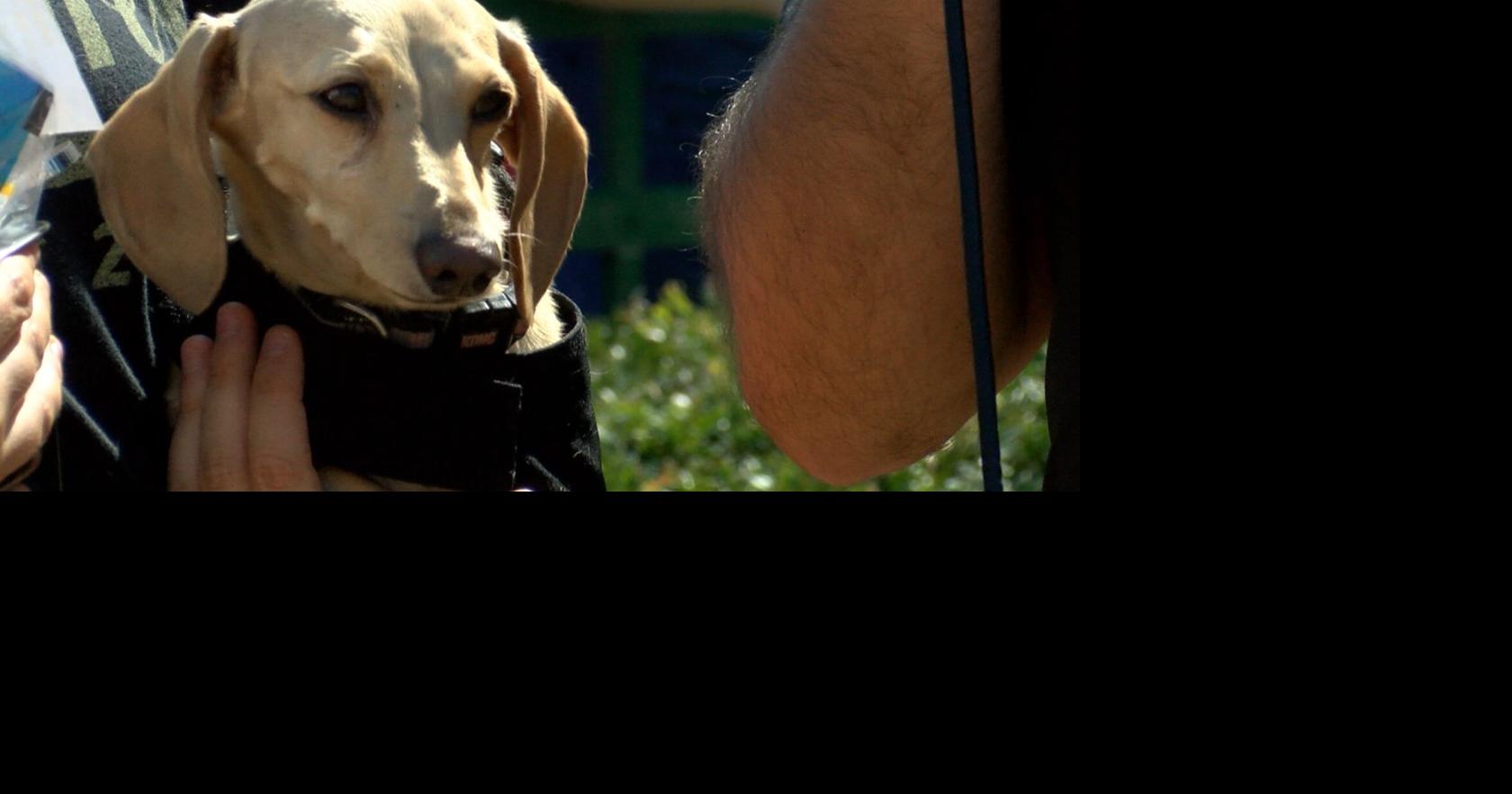 Area animal shelters team up for the annual wiener dog races at Ellis