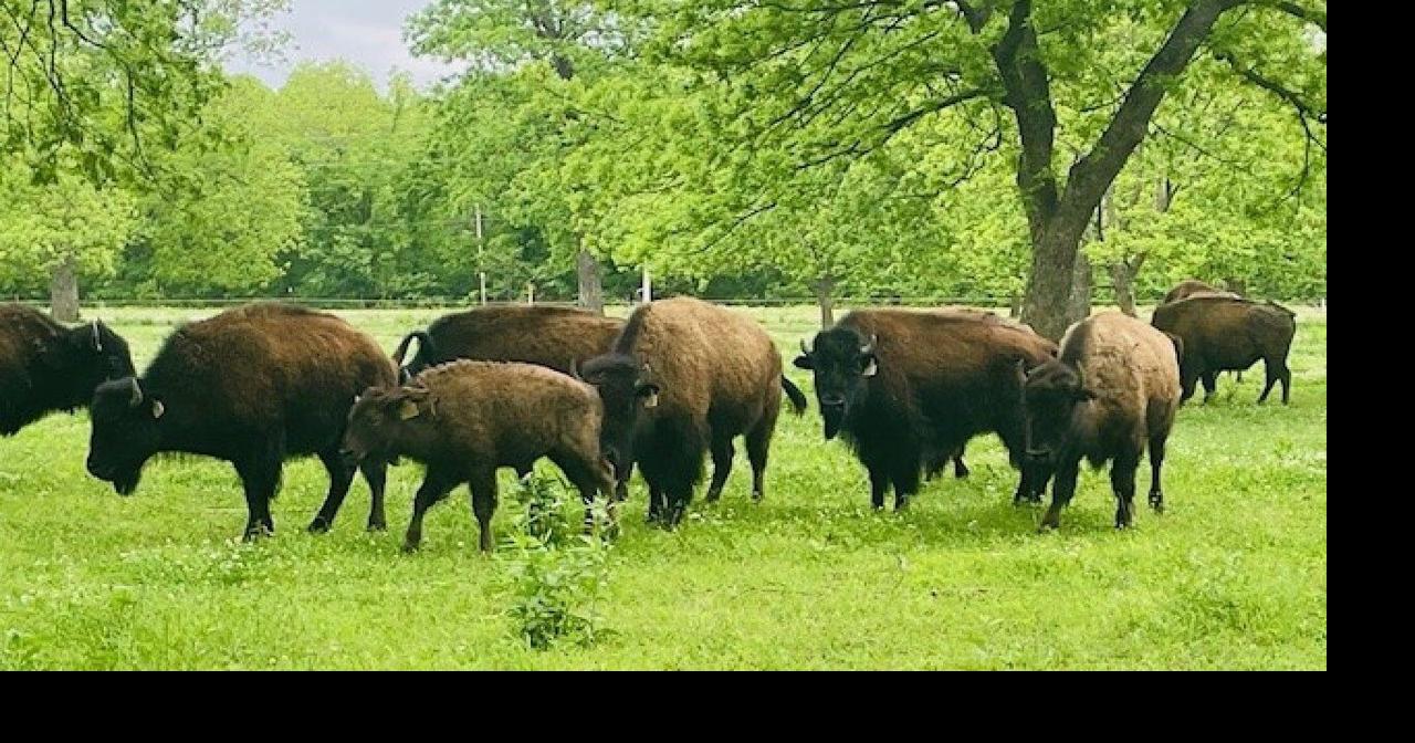 Bison ranch fights to preserve a nearly extinct American icon