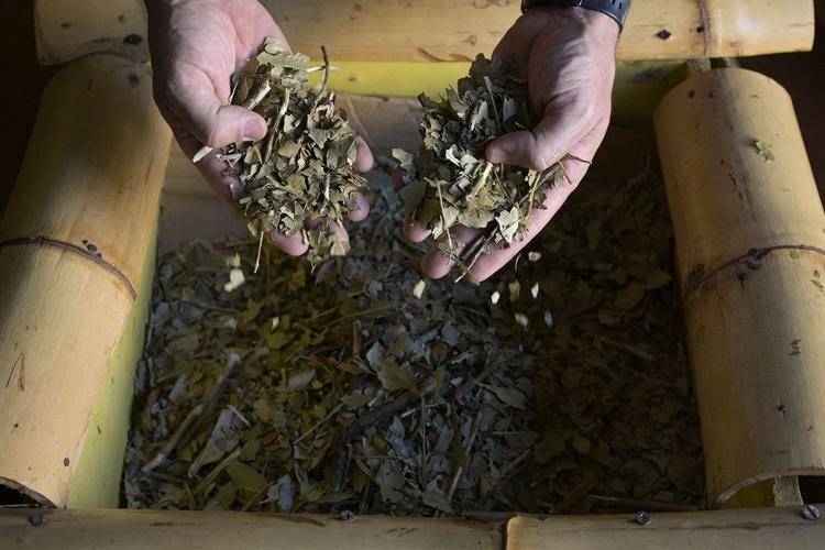 What's Powering Argentina at the World Cup? 1,100 Pounds of Yerba