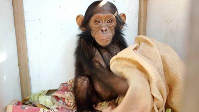 Three baby chimps were kidnapped from a sanctuary. Their abductors are demanding a ransom