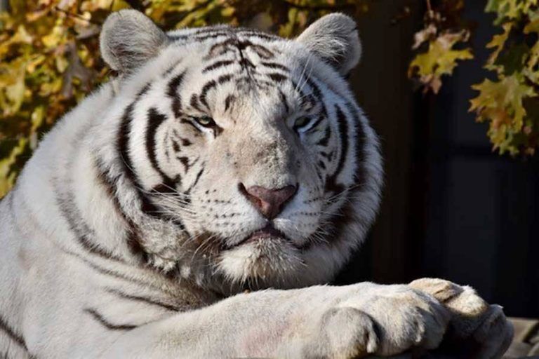 Restaurant raises funds for tiger surgery