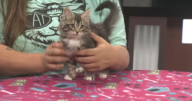PAWS-itively Pets: Flixx
