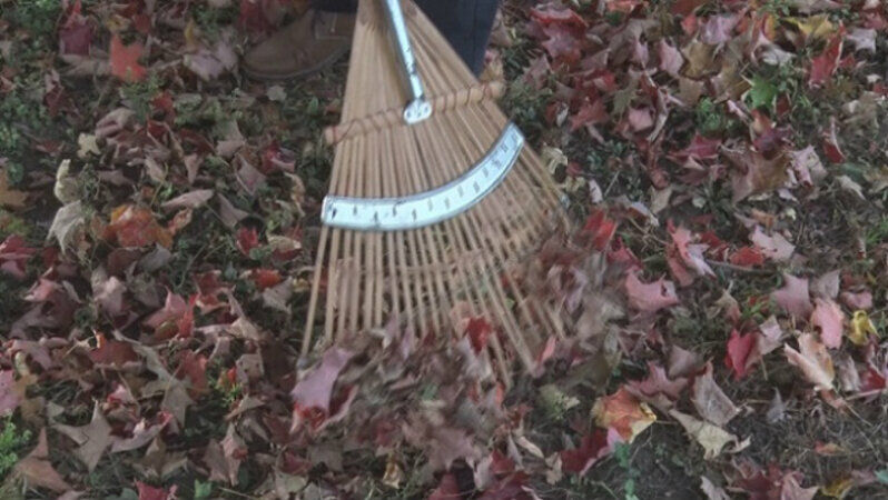 How to prepare fall leaves and brush for collection – Welcome to the City  of Fort Worth