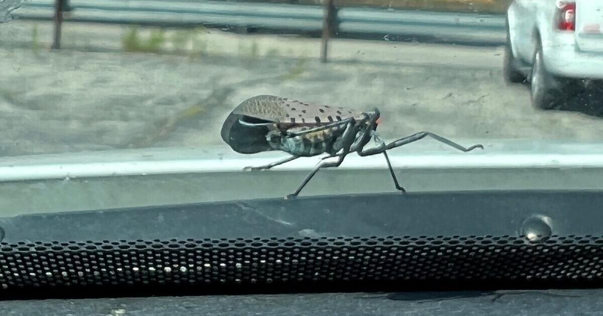 Invasive bug hitching rides on trucks, spreading across Indiana