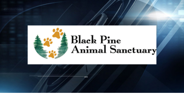 Lions, Tigers & Beer? Black Pine Animal Sanctuary allows guests to