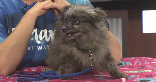 PAWS-itively Pets: Rocky