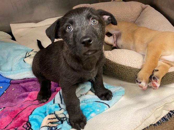 Puppies that were left outside FWACC on January 3 are ready for ...