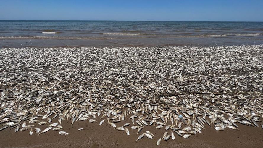 Dead fish are washing up along beaches on the Texas Gulf Coast, officials  say. Here's why, News